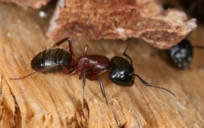 Wood Destroying Insects in the Home