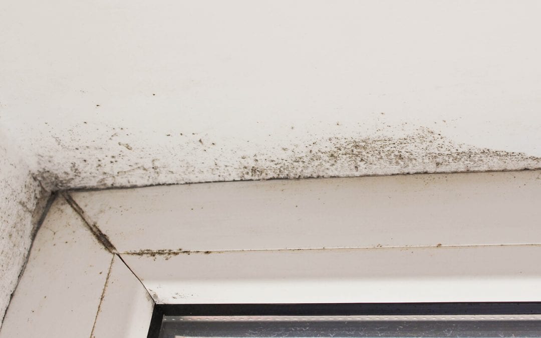 mold infestation at home