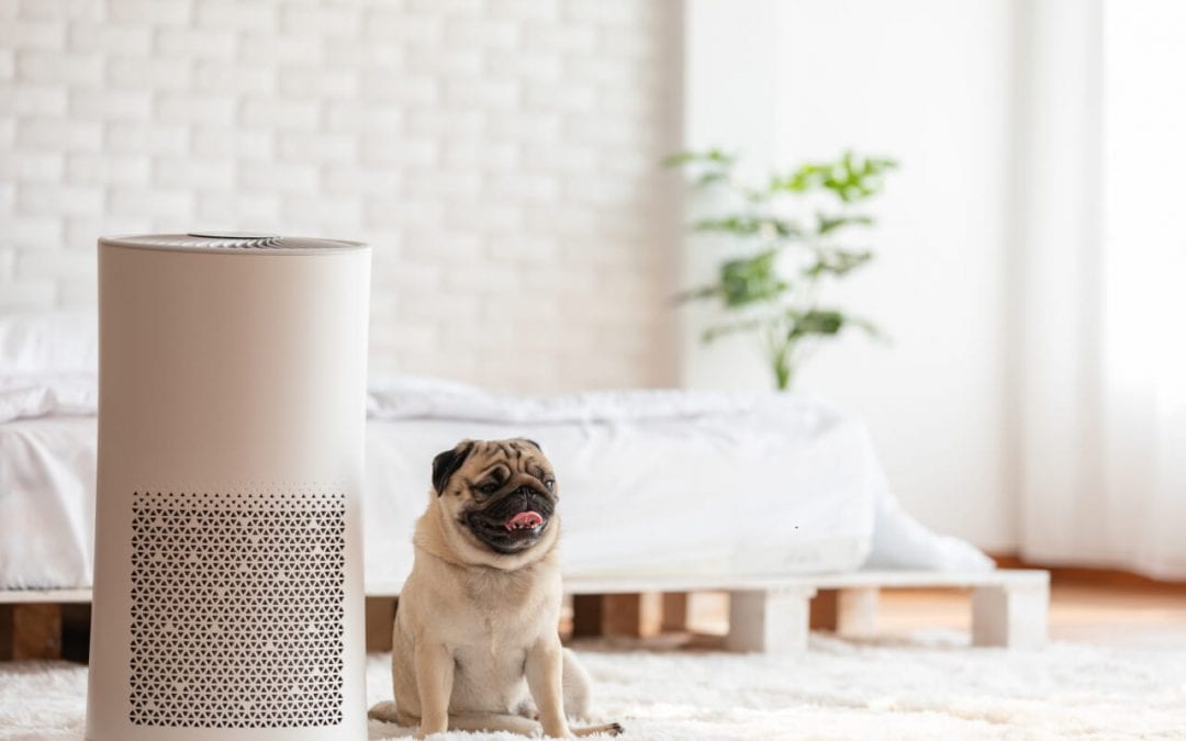 cleaning tips for pet owners include using an air purifier