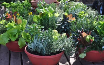 5 Plants for Your Patio